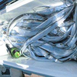 大進丸（愛知） 釣果