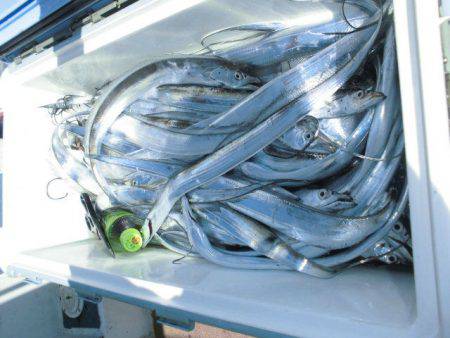 大進丸（愛知） 釣果