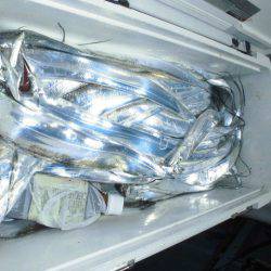 大進丸（愛知） 釣果