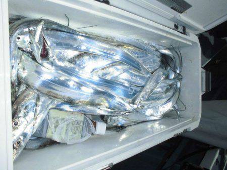 大進丸（愛知） 釣果