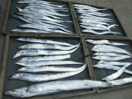 大進丸（愛知） 釣果