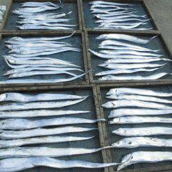 大進丸（愛知） 釣果