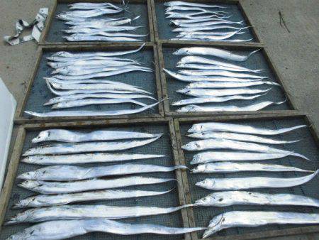 大進丸（愛知） 釣果