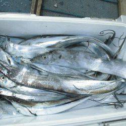 大進丸（愛知） 釣果