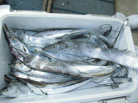 大進丸（愛知） 釣果