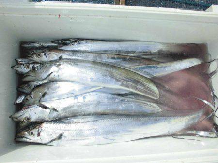 大進丸（愛知） 釣果