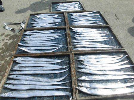 大進丸（愛知） 釣果