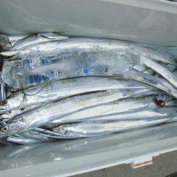 大進丸(愛知) 釣果