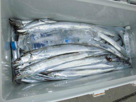 大進丸(愛知) 釣果