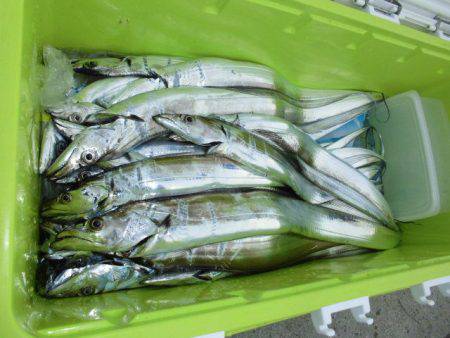 大進丸(愛知) 釣果