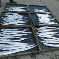 大進丸(愛知) 釣果