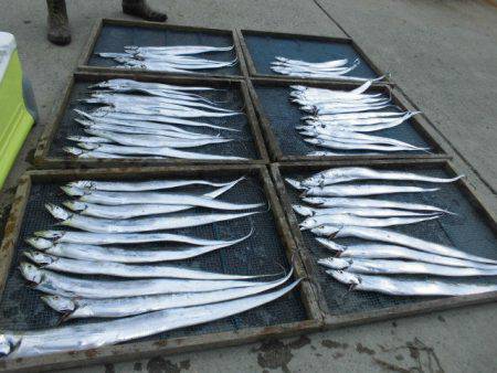 大進丸(愛知) 釣果