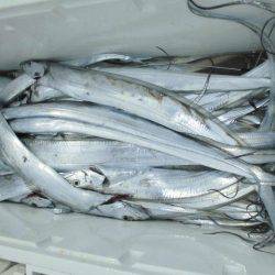 大進丸(愛知) 釣果