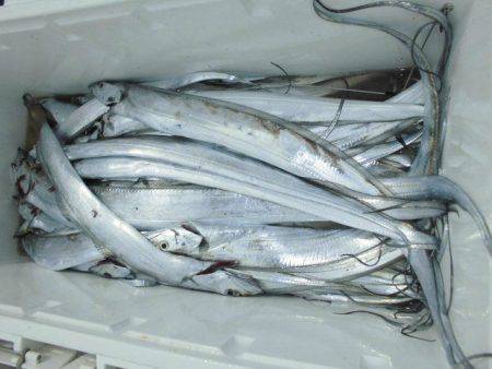 大進丸(愛知) 釣果