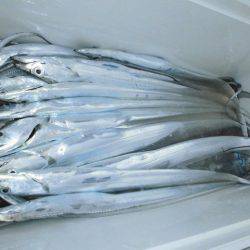 大進丸(愛知) 釣果