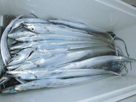 大進丸(愛知) 釣果