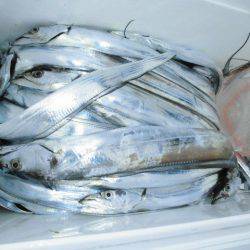 大進丸(愛知) 釣果