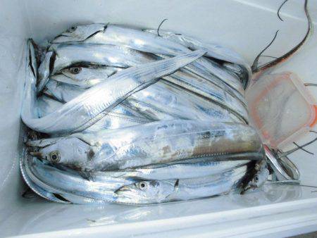 大進丸(愛知) 釣果