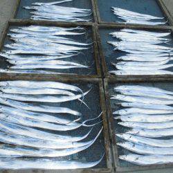 大進丸(愛知) 釣果