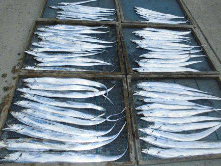 大進丸(愛知) 釣果