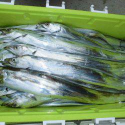 大進丸(愛知) 釣果