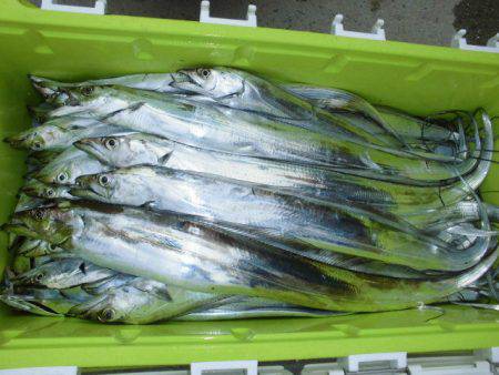 大進丸(愛知) 釣果