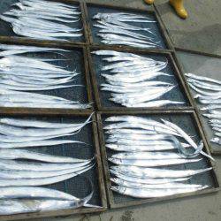 大進丸(愛知) 釣果