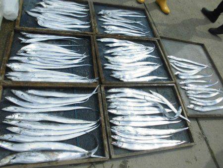 大進丸(愛知) 釣果