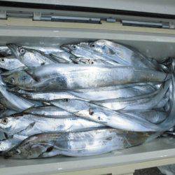 大進丸(愛知) 釣果