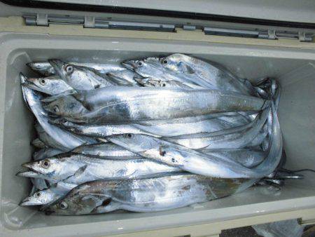 大進丸(愛知) 釣果