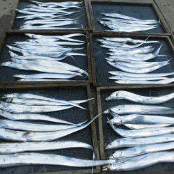 大進丸(愛知) 釣果