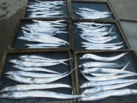 大進丸(愛知) 釣果