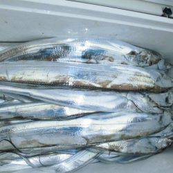 大進丸(愛知) 釣果