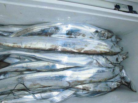 大進丸(愛知) 釣果