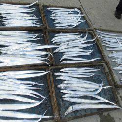 大進丸(愛知) 釣果