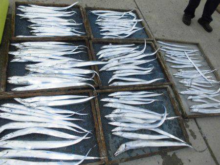 大進丸(愛知) 釣果