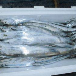 大進丸(愛知) 釣果