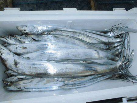 大進丸（愛知） 釣果