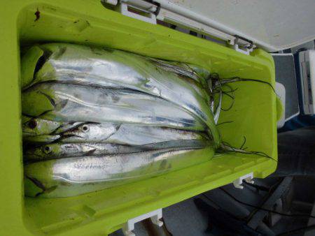 大進丸(愛知) 釣果