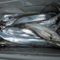 大進丸(愛知) 釣果