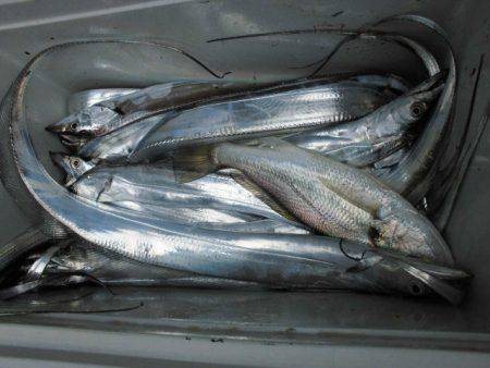 大進丸(愛知) 釣果