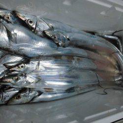 大進丸(愛知) 釣果