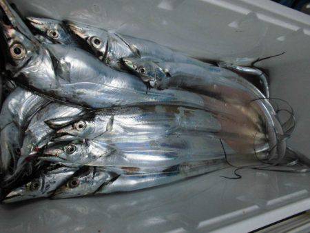 大進丸(愛知) 釣果