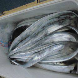 大進丸(愛知) 釣果