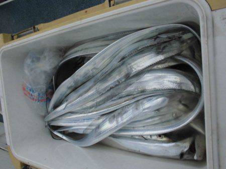 大進丸(愛知) 釣果