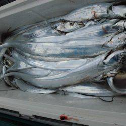 大進丸(愛知) 釣果