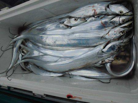 大進丸(愛知) 釣果