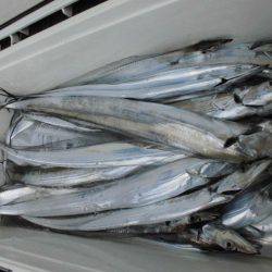 大進丸(愛知) 釣果