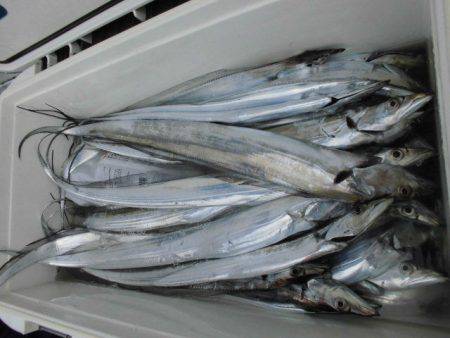 大進丸(愛知) 釣果