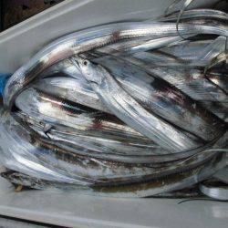 大進丸(愛知) 釣果